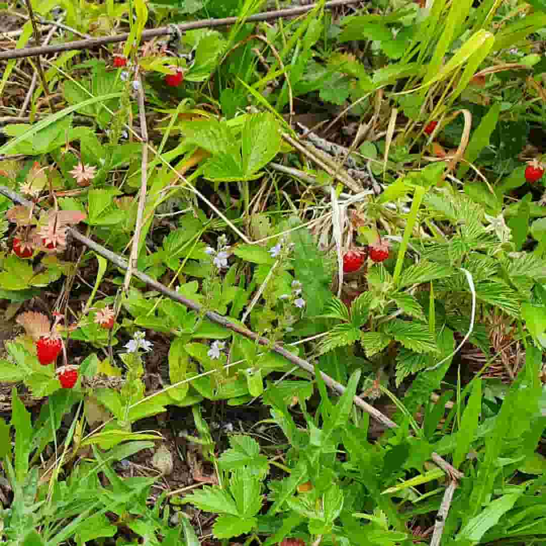 Picture with forest fruits 1