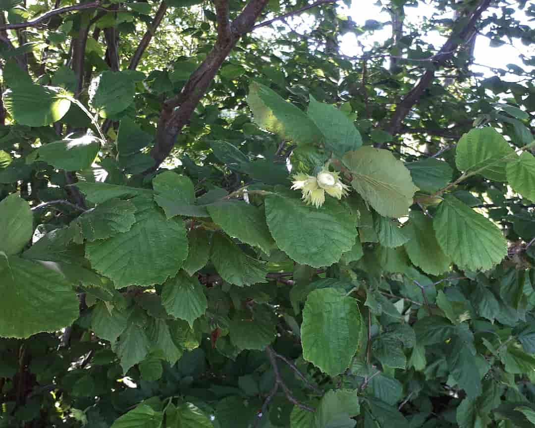 Picture with forest fruits 4