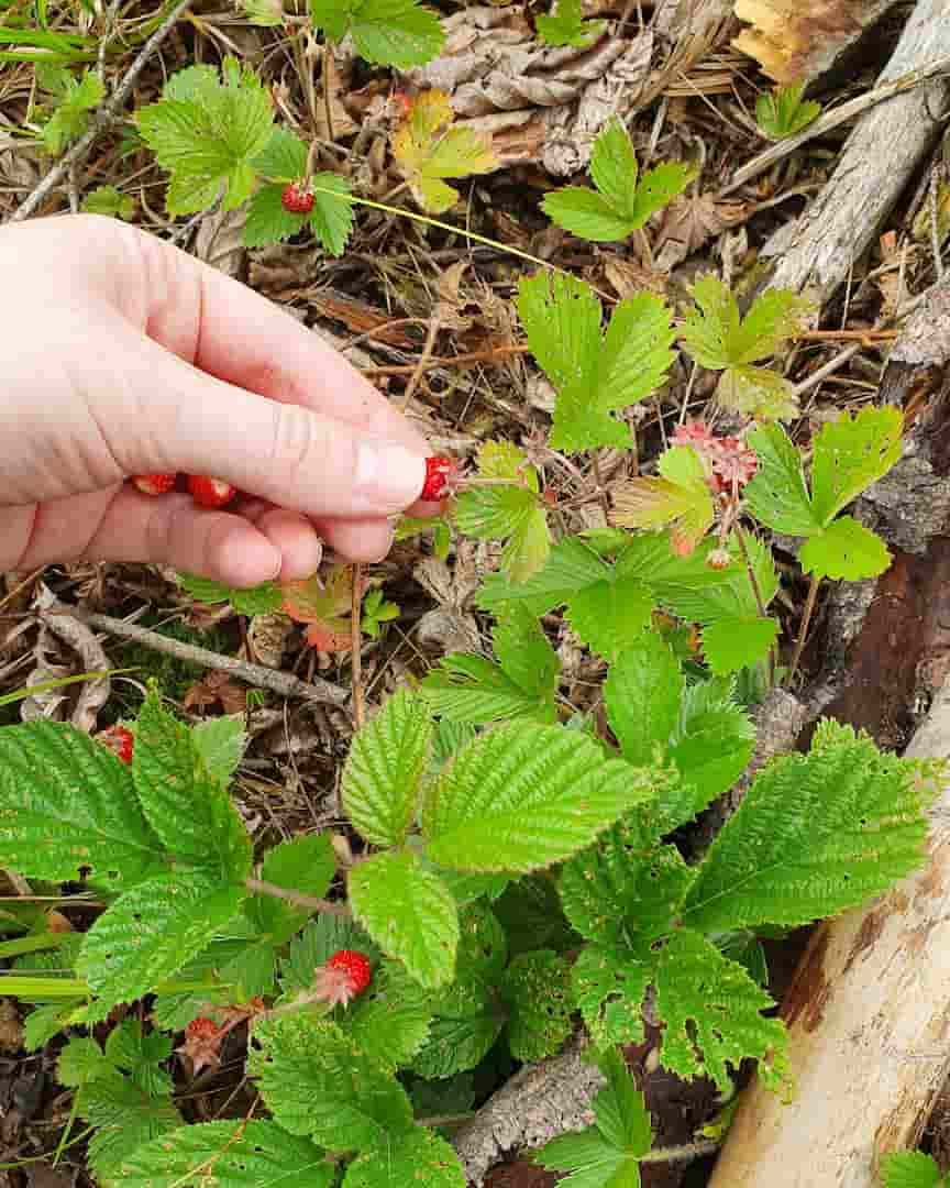 Picture with forest fruits 6