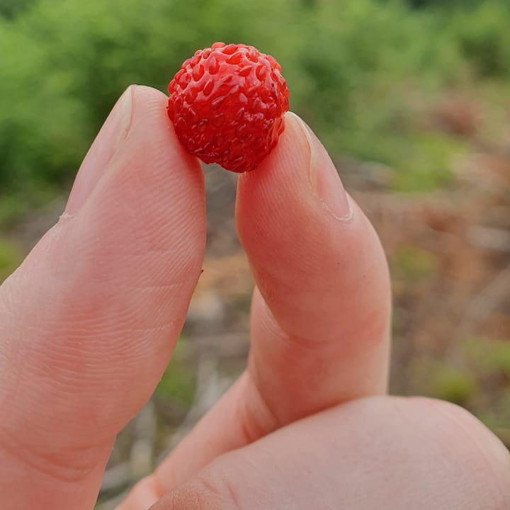 Picture with forest fruits 7