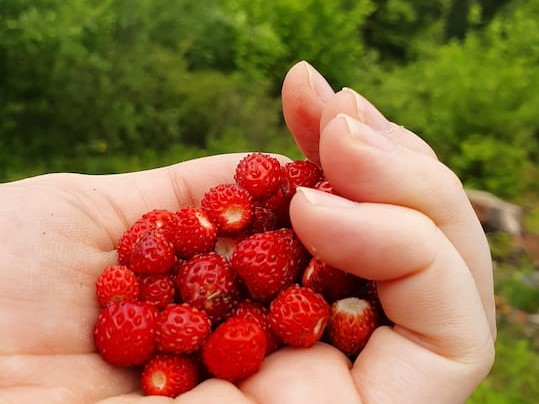 Picture with forest fruits 8