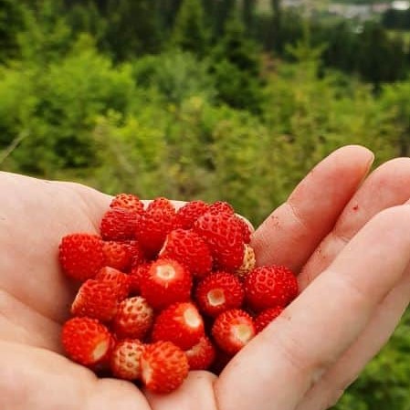 Picture of a hand holding wild strawberries