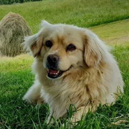 Picture of a dog laying in the grass