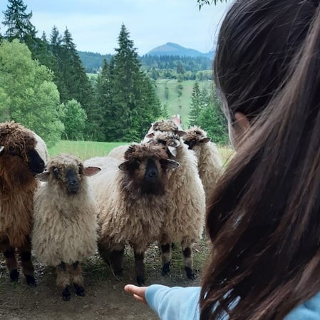 Picture of a woman calling some sheeps to pet them